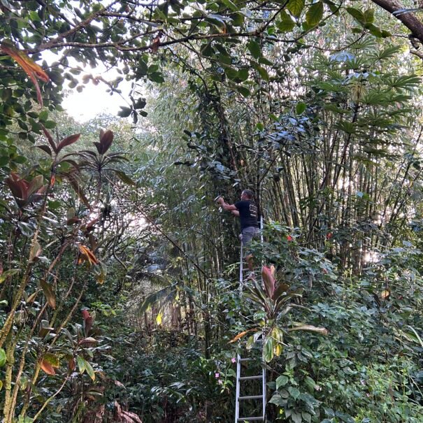 Wild Vanilla and Bamboo