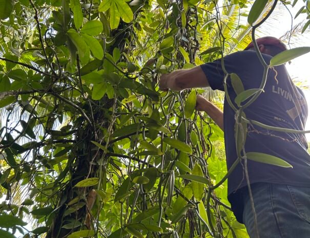 Hand Pollinating Wild Vanilla