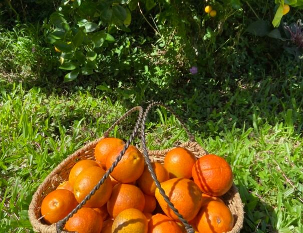 Basket of Oranges