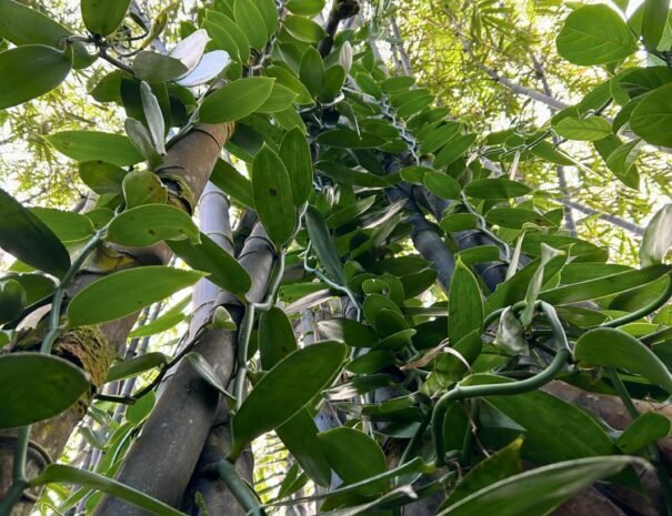Wild Vanilla Climbing Bamboo