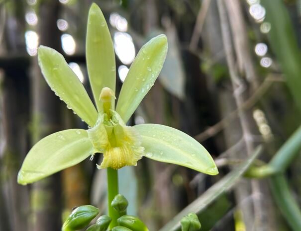 Vanilla Orchid 2