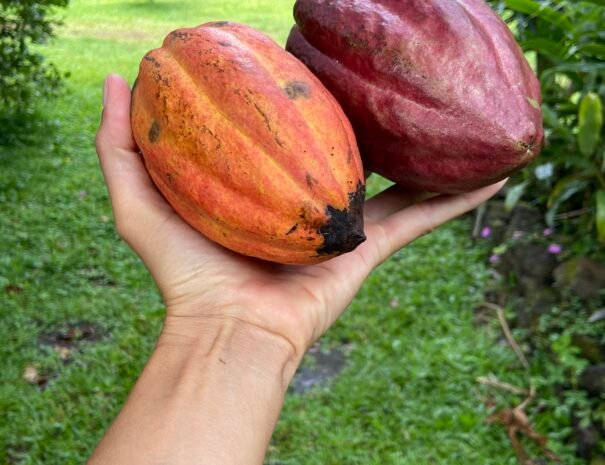 Naomi Holding Cacao