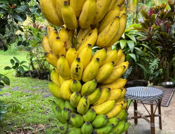 Hanging Bananas