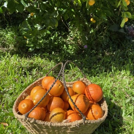 Basket of Oranges