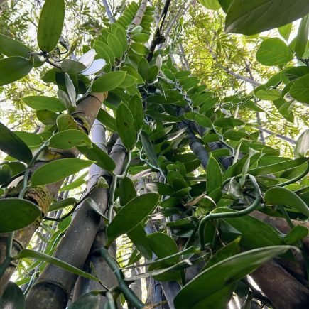 Wild Vanilla Climbing Bamboo