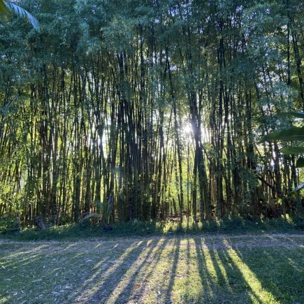 Photo Jul 27 2022, 6 01 28 PM